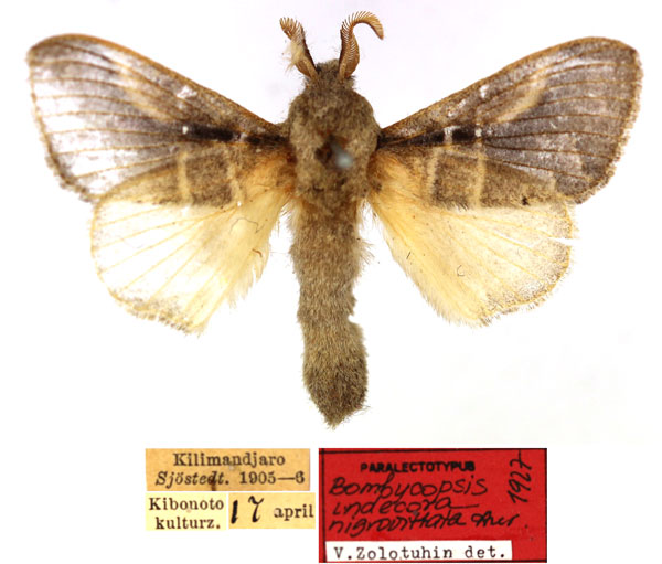 /filer/webapps/moths/media/images/N/nigrovittata_Bombycopsis_PLTM_SNHM_01.jpg