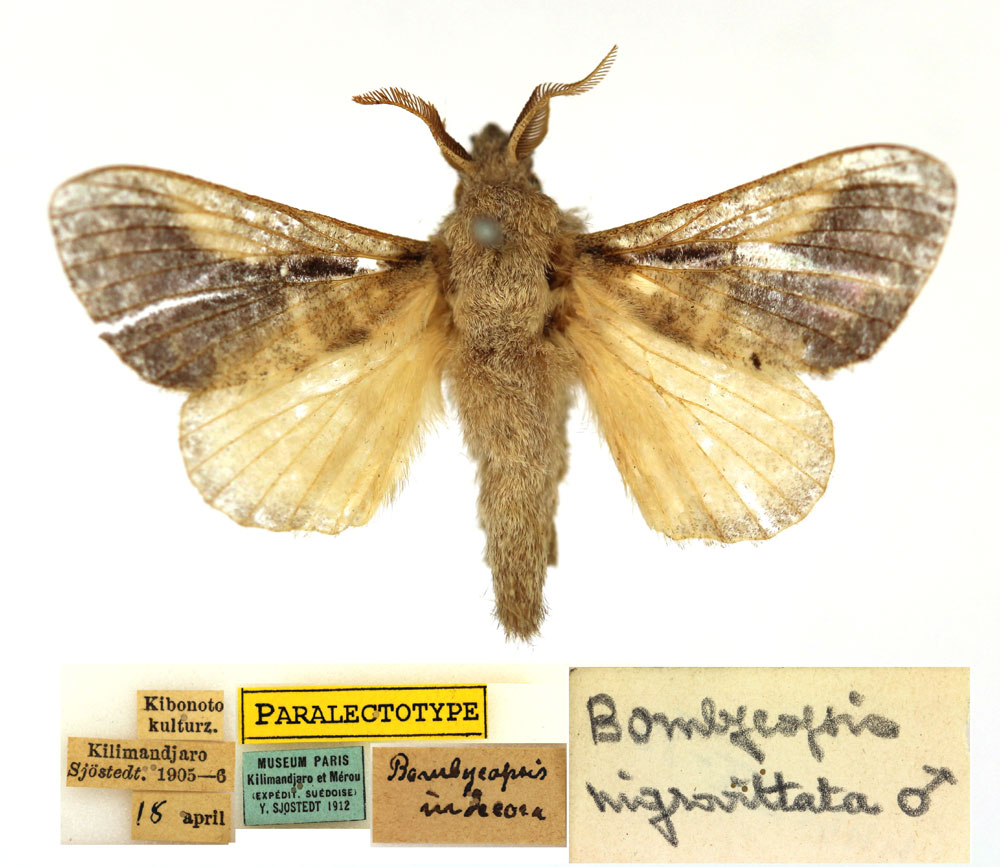 /filer/webapps/moths/media/images/N/nigrovittata_Bombycopsis_PLT_MNHN.jpg