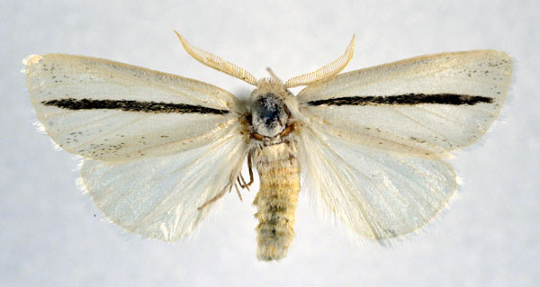 /filer/webapps/moths/media/images/N/nigrovittata_Xanthodonta_AM_NHMO.jpg