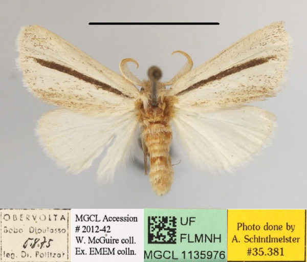 /filer/webapps/moths/media/images/N/nigrovittata_Xanthodonta_A_MGCLa_01.JPG