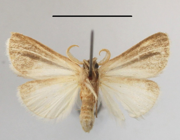 /filer/webapps/moths/media/images/N/nigrovittata_Xanthodonta_A_MGCLb_01.JPG