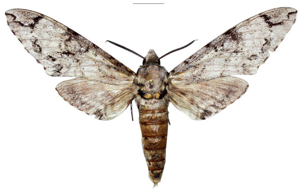 /filer/webapps/moths/media/images/N/nikolae_Covelliana_HT_Kingston.jpg
