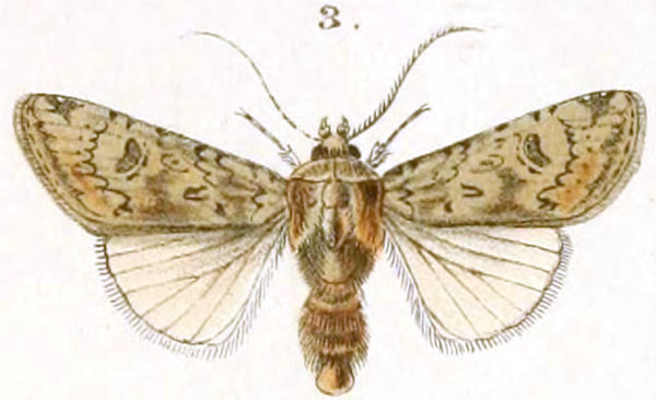 /filer/webapps/moths/media/images/N/nili_Agrotis_HT_BB_1-6.jpg