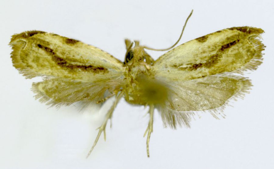 /filer/webapps/moths/media/images/N/nilios_Ancylis_HT_ZMJU.jpg