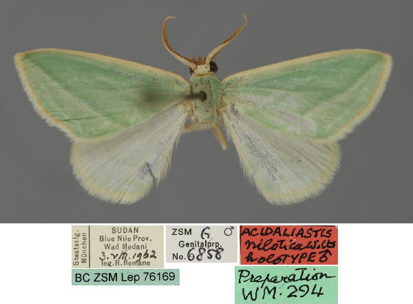 /filer/webapps/moths/media/images/N/nilotica_Acidromodes_HT_ZSM_01.jpg