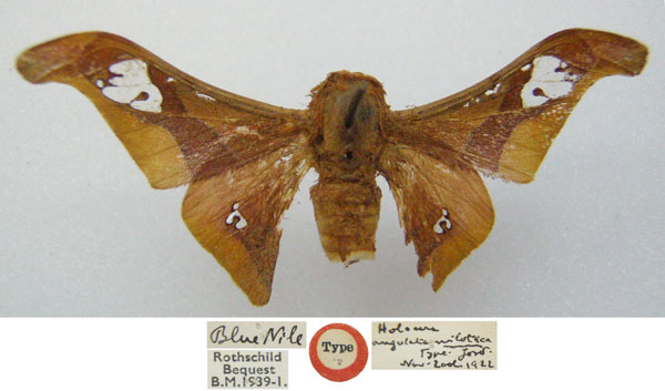 /filer/webapps/moths/media/images/N/nilotica_Holocera_HT_NHMUKa.jpg