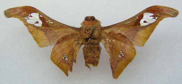 /filer/webapps/moths/media/images/N/nilotica_Holocera_HT_NHMUKb.jpg