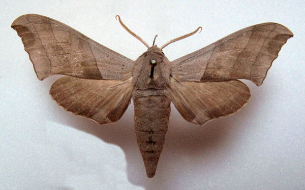 /filer/webapps/moths/media/images/N/niloticus_Polyptychus_AM_Basquin.jpg