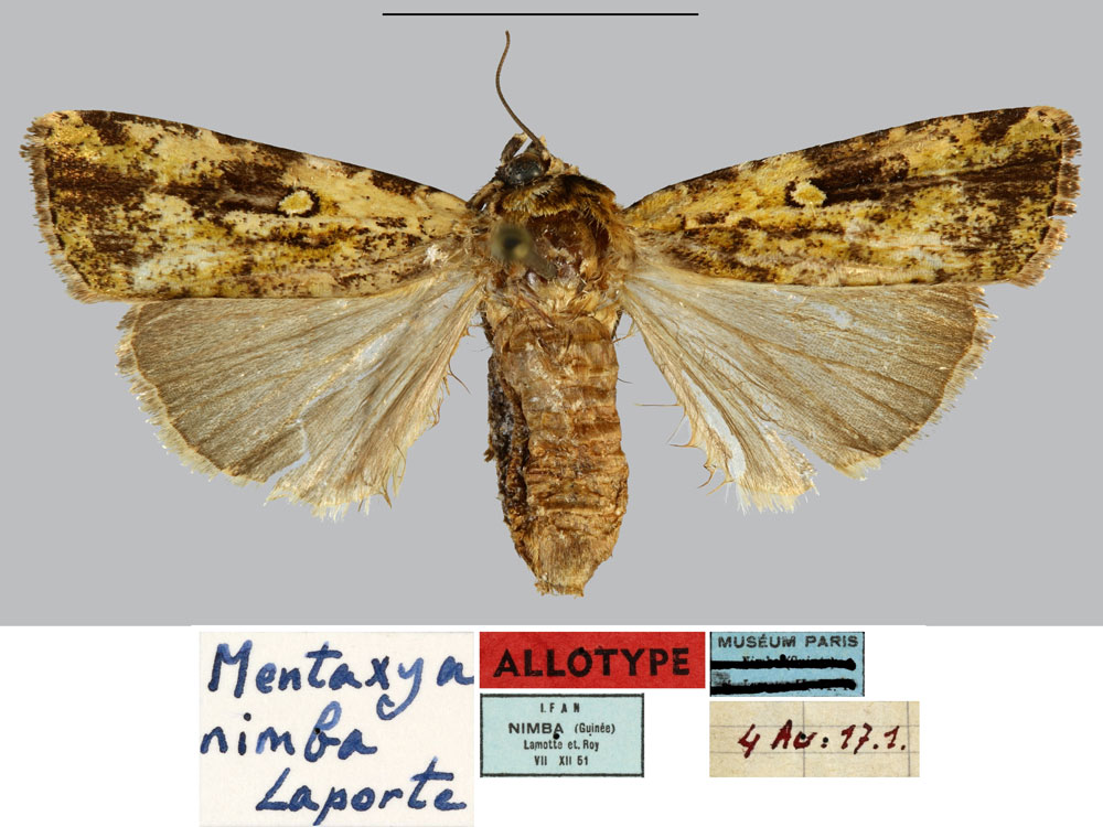 /filer/webapps/moths/media/images/N/nimba_Mentaxya_AT_MNHNa.jpg