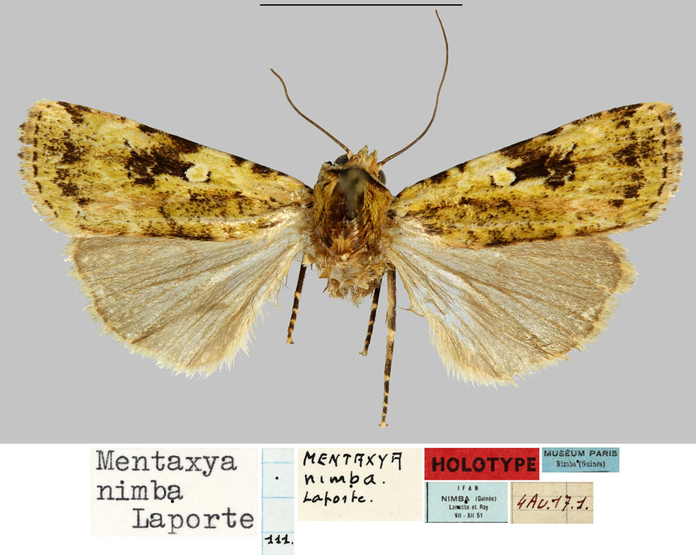 /filer/webapps/moths/media/images/N/nimba_Mentaxya_HT_MNHNa.jpg