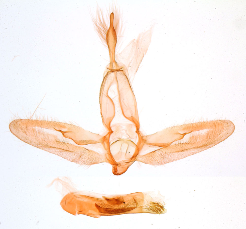 /filer/webapps/moths/media/images/N/nimba_Plecoptera_GMHT_MNHN_2993.jpg