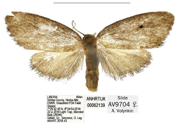 /filer/webapps/moths/media/images/N/nimba_Spatulosia_HT_ANHRT.jpg