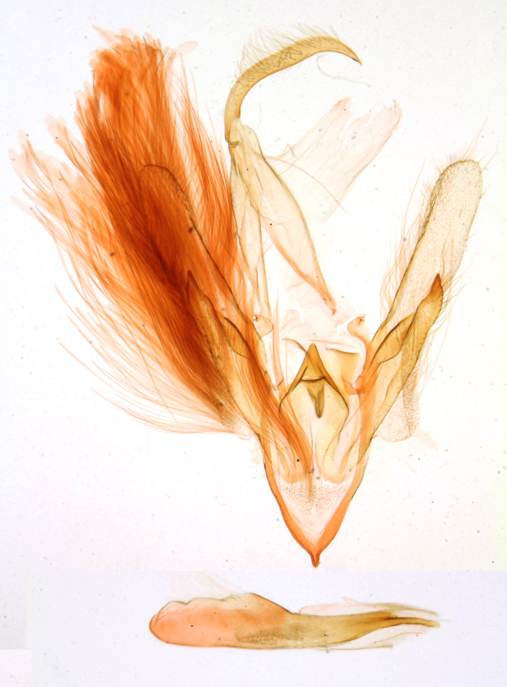 /filer/webapps/moths/media/images/N/nimba_Trichopalpina_GMHT_MNHN_2994.jpg