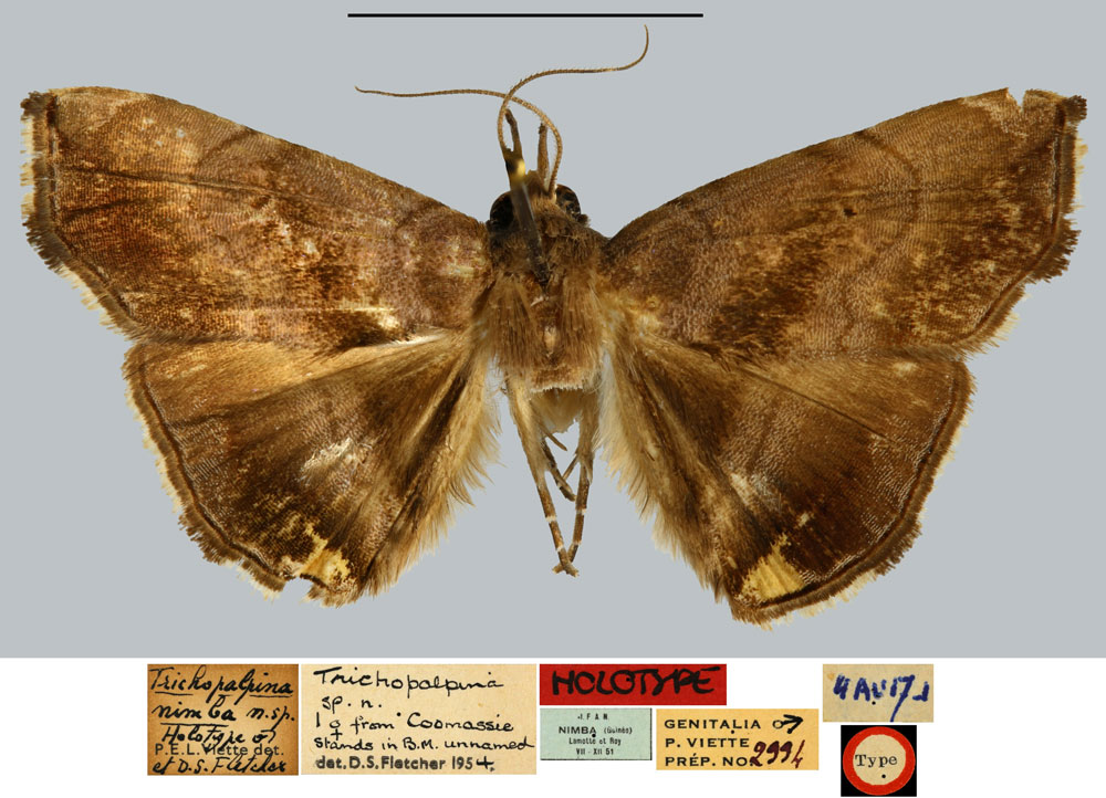/filer/webapps/moths/media/images/N/nimba_Trichopalpina_HT_MNHN.jpg