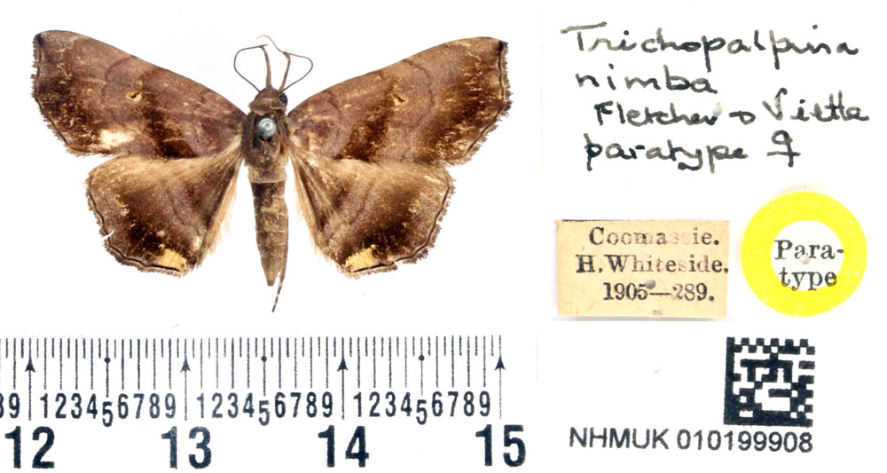 /filer/webapps/moths/media/images/N/nimba_Trichopalpina_PTF_BMNH.jpg