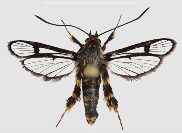 /filer/webapps/moths/media/images/N/nimbaensis_Crinipus_HT_SMNSa.jpg