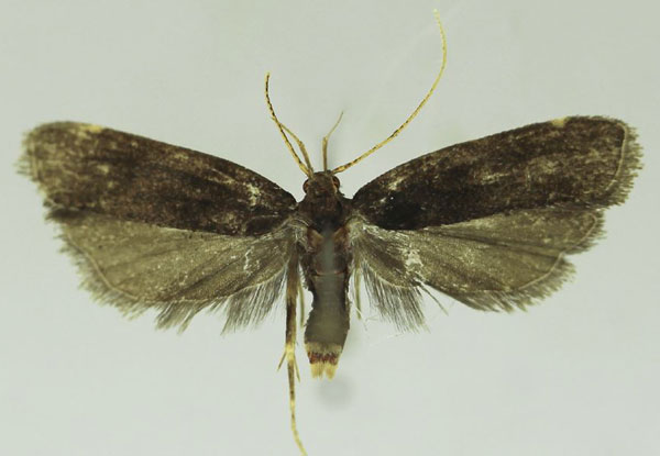/filer/webapps/moths/media/images/N/nimbaensis_Thubdora_HT_SDEI.jpg