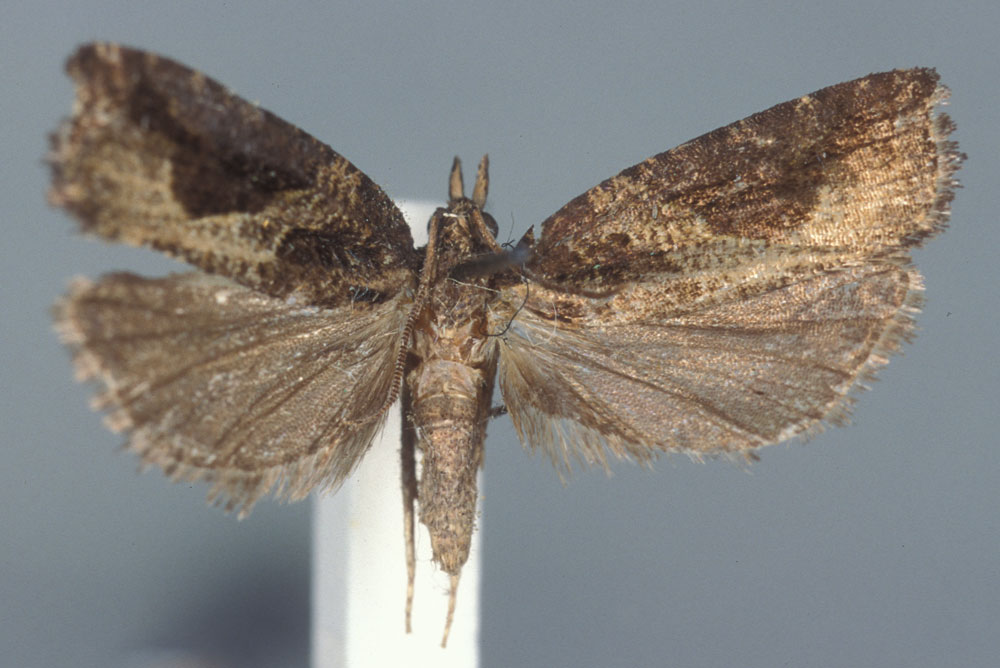 /filer/webapps/moths/media/images/N/nimbosa_Argyroploce_LT_MNHN.jpg