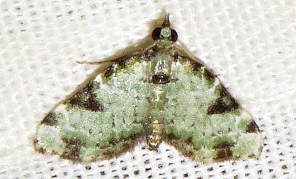 /filer/webapps/moths/media/images/N/nimipunctata_Piercia_A_Braun_03.jpg