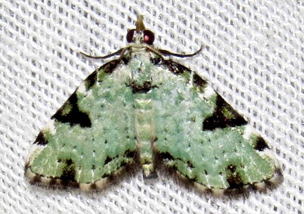 /filer/webapps/moths/media/images/N/nimipunctata_Piercia_A_Braun_04.jpg