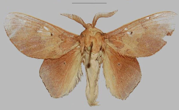 /filer/webapps/moths/media/images/N/niniae_Sonitha_HT_NHMO.jpg