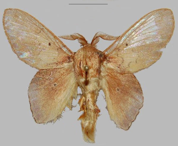 /filer/webapps/moths/media/images/N/niniae_Sonitha_PTM_NHMO.jpg