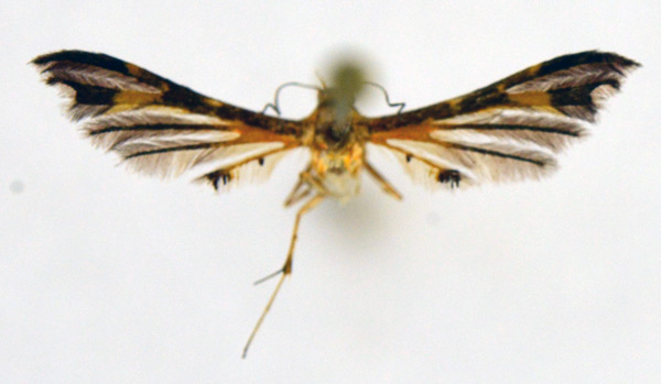 /filer/webapps/moths/media/images/N/niniella_Walsingamiella_HT_NHMO.jpg