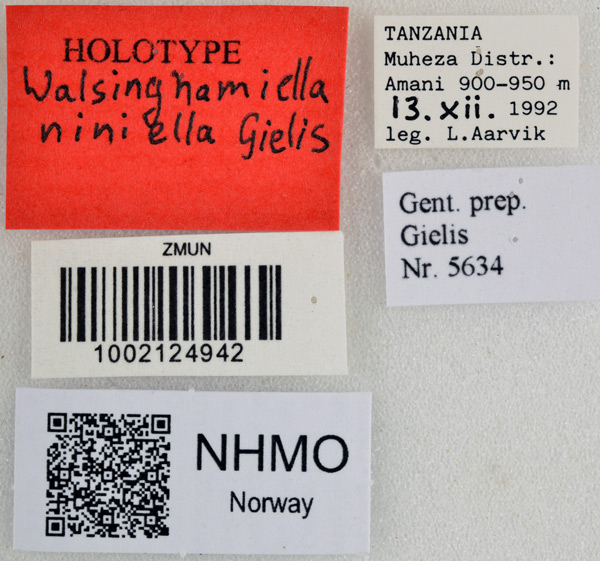 /filer/webapps/moths/media/images/N/niniella_Walsingamiella_HT_NHMOl.jpg