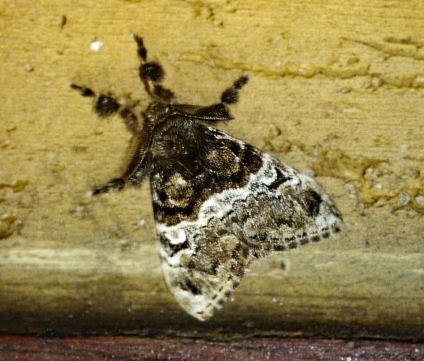 /filer/webapps/moths/media/images/N/nioba_Argyrostagma_A_Roland_01.jpg
