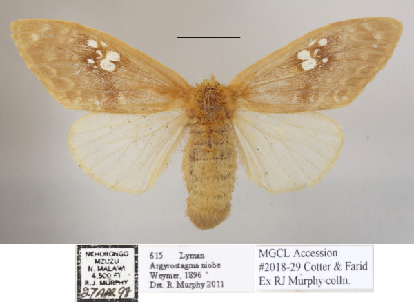 /filer/webapps/moths/media/images/N/niobe_Argyrostagma_AF_MGCLa_02.JPG