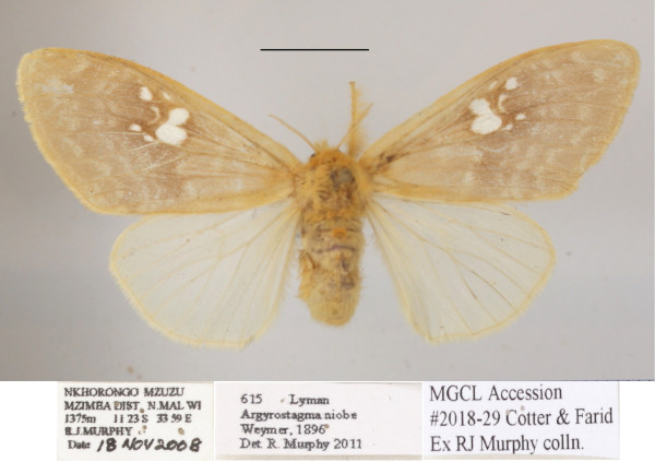 /filer/webapps/moths/media/images/N/niobe_Argyrostagma_AF_MGCLa_03.JPG