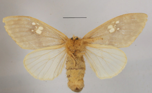 /filer/webapps/moths/media/images/N/niobe_Argyrostagma_AF_MGCLb_02.JPG
