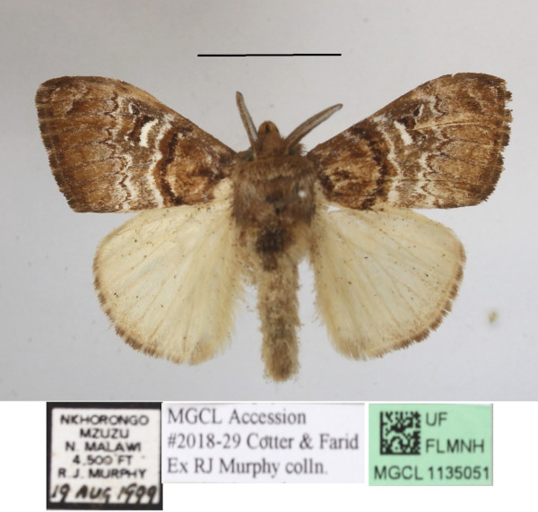 /filer/webapps/moths/media/images/N/niobe_Argyrostagma_AM_MGCLa_04.JPG