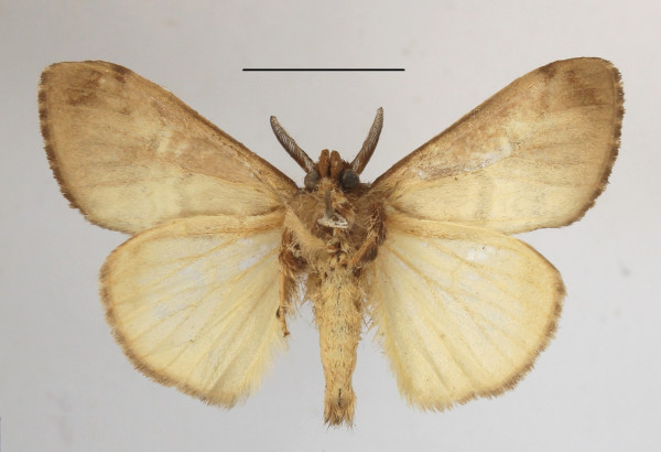 /filer/webapps/moths/media/images/N/niobe_Argyrostagma_AM_MGCLb_01.JPG