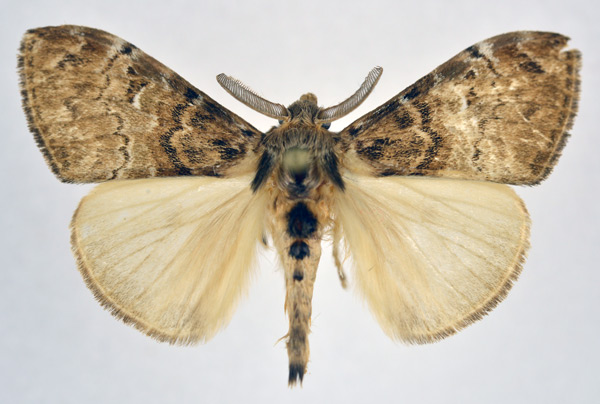 /filer/webapps/moths/media/images/N/niobe_Argyrostagma_AM_NHMO.jpg