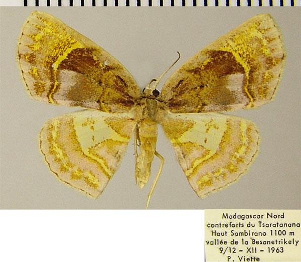 /filer/webapps/moths/media/images/N/niobe_Chrysocraspeda_AF_ZSM.jpg