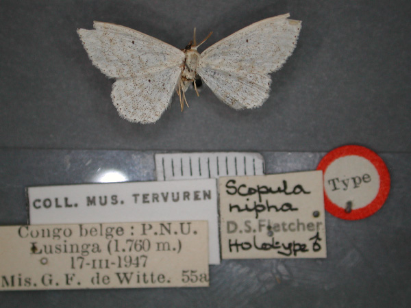 /filer/webapps/moths/media/images/N/nipha_Scopula_HT_RMCA_01.jpg