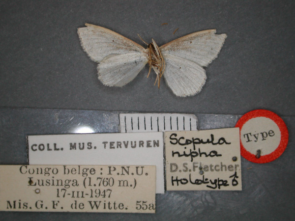 /filer/webapps/moths/media/images/N/nipha_Scopula_HT_RMCA_02.jpg