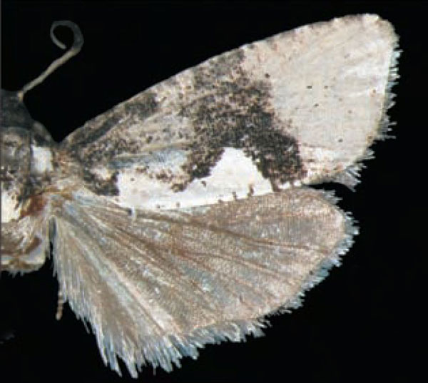 /filer/webapps/moths/media/images/N/niphadonta_Dracontogena_AM_Trematerra.jpg