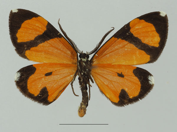 /filer/webapps/moths/media/images/N/niphanda_Terina_AM_Basquin_01b.jpg