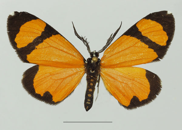 /filer/webapps/moths/media/images/N/niphanda_Terina_AM_Basquin_02a.jpg