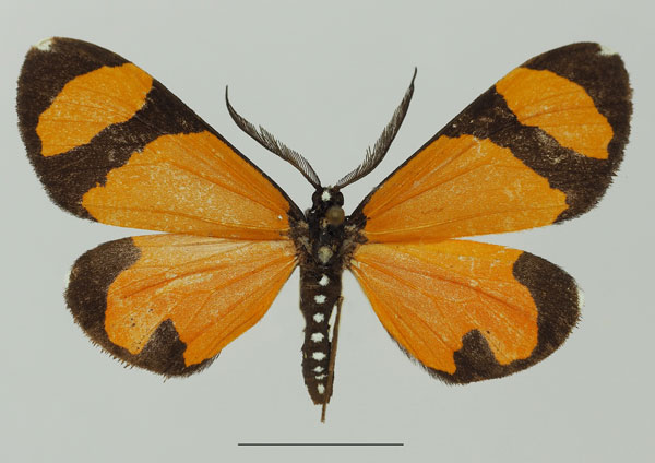 /filer/webapps/moths/media/images/N/niphanda_Terina_AM_Basquin_03a.jpg