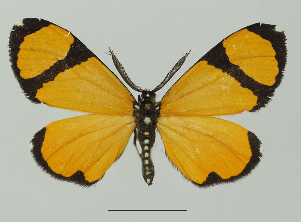 /filer/webapps/moths/media/images/N/niphanda_Terina_AM_Basquin_04a.jpg