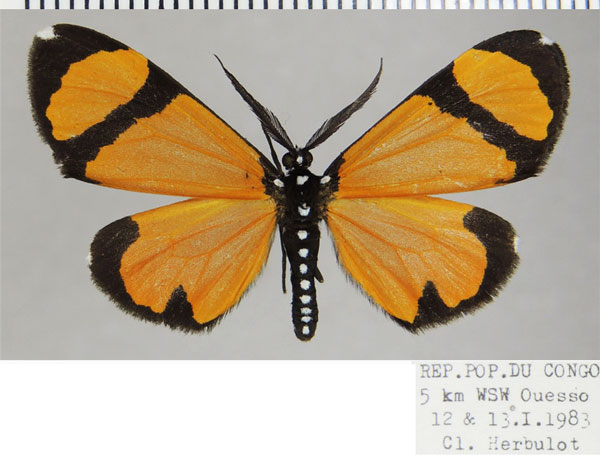 /filer/webapps/moths/media/images/N/niphanda_Terina_AM_ZSMa.jpg