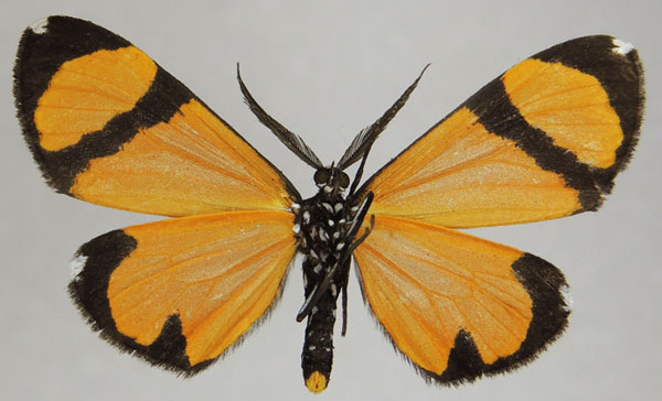 /filer/webapps/moths/media/images/N/niphanda_Terina_AM_ZSMb.jpg