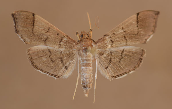 /filer/webapps/moths/media/images/N/niphealis_Lamprosema_A_Butler.jpg