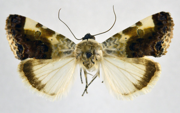 /filer/webapps/moths/media/images/N/niphogona_Acontia_AM_NHMO.jpg