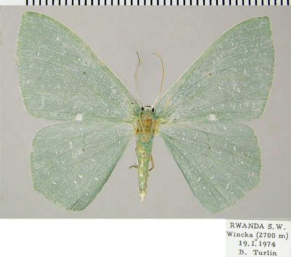 /filer/webapps/moths/media/images/N/niphosporas_Prasinocyma_AF_ZSM.jpg