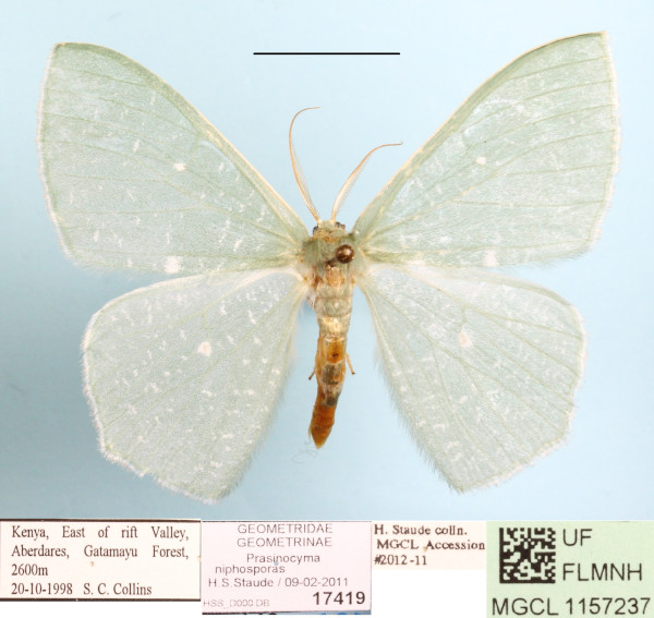 /filer/webapps/moths/media/images/N/niphosporas_Prasinocyma_A_MGCLa_01.JPG