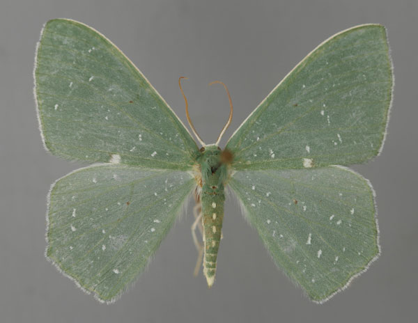 /filer/webapps/moths/media/images/N/niphosporas_Prasinocyma_A_ZSM_01.jpg